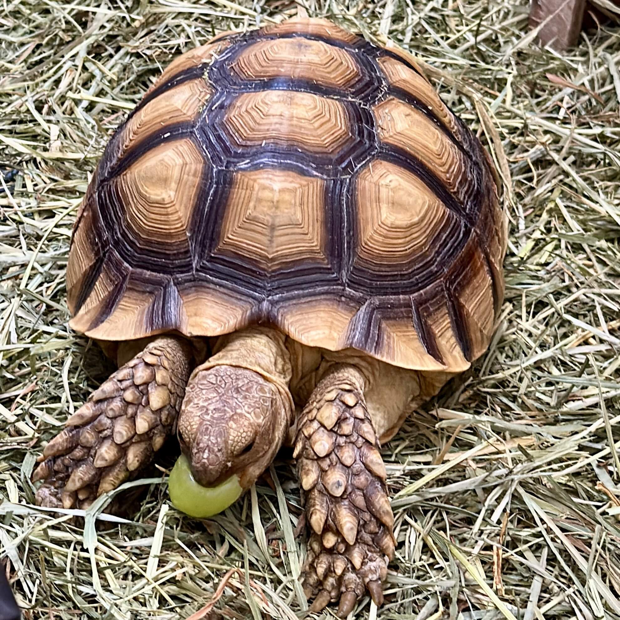 強鍋